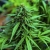 Análisis en material vegetal y productos elaborados a base de Cannabis
